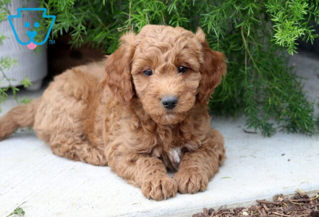 Sweet Mini Goldendoodle puppy with a fluffy apricot coat relaxing on a concrete patio beneath cascading greenery, featuring soft curls, a tiny white chest marking, and an affectionate gaze. image