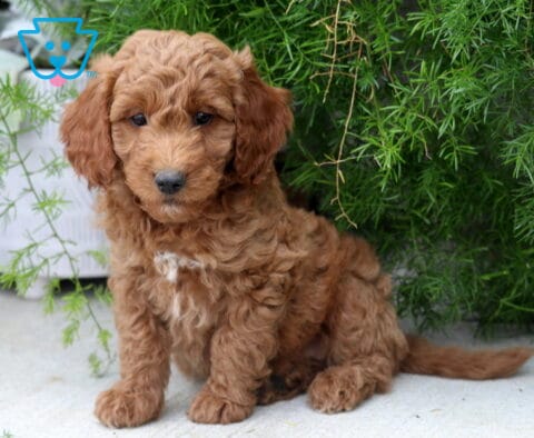 Adorable Mini Goldendoodle puppy with a soft apricot curly coat and white chest patch sitting beneath lush green foliage, showing a sweet expression in a peaceful outdoor setting.