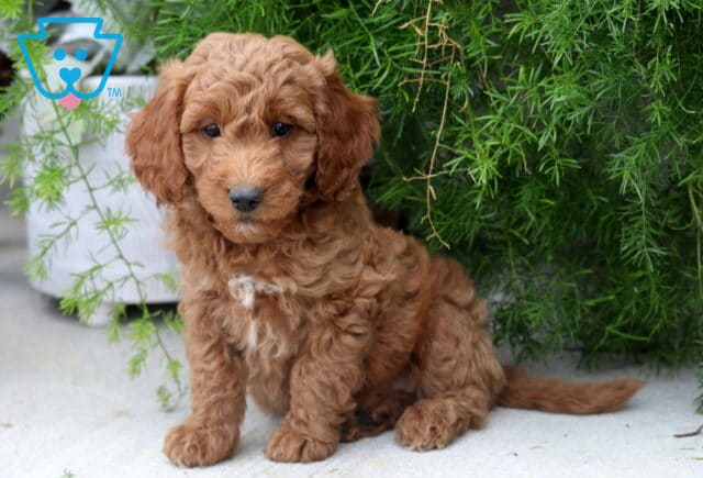 Adorable Mini Goldendoodle puppy with a soft apricot curly coat and white chest patch sitting beneath lush green foliage, showing a sweet expression in a peaceful outdoor setting. image