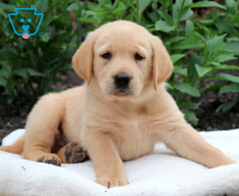 Sweet Goldador puppy relaxing on a cozy white blanket, showing off a soft golden coat, soulful eyes, and a calm, gentle personality.