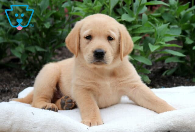 Puppers Goldador image