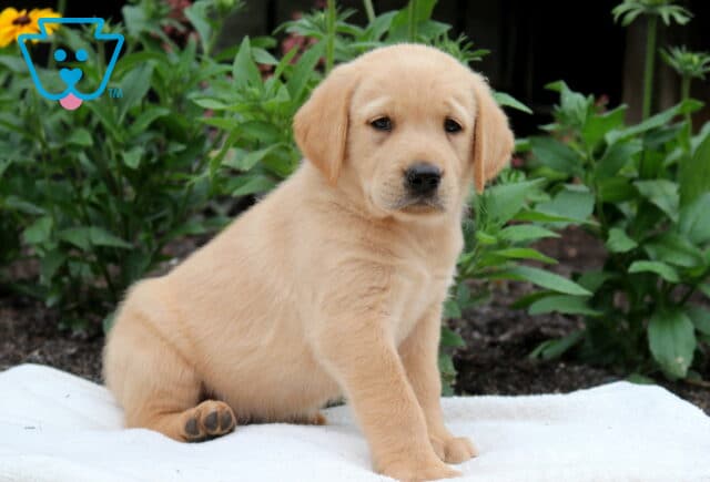 Puppers Goldador2 image