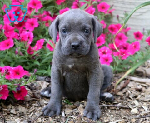 Rain Cane Corso