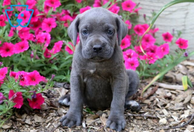 Blue Cane Corso puppy sitting in a garden surrounded by vibrant pink flowers, showing a sturdy build, soulful eyes, and a calm, confident expression. image