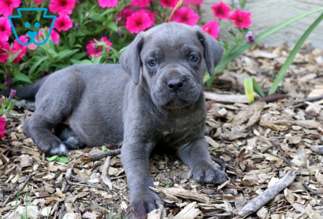 Blue Cane Corso puppy relaxing on a mulch path with bright pink blooms in the background, highlighting its sleek blue coat, sturdy frame, and gentle, watchful gaze. image