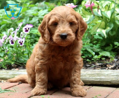 Apricot Goldendoodle puppy sitting proudly on a brick walkway, featuring a soft curly coat, floppy ears, and a sweet face, with colorful pansies and lush garden greenery behind.