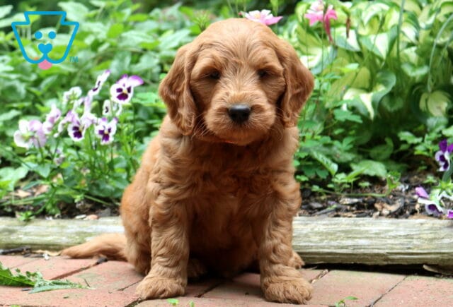 Apricot Goldendoodle puppy sitting proudly on a brick walkway, featuring a soft curly coat, floppy ears, and a sweet face, with colorful pansies and lush garden greenery behind. image