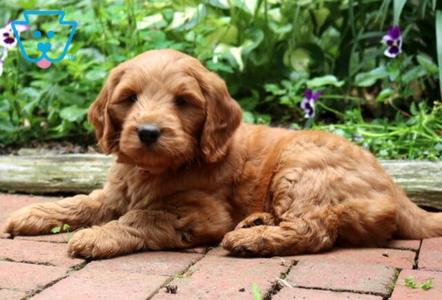 Red Goldendoodle puppy lounging on a brick patio with a fluffy wavy coat, relaxed posture, and sweet teddy bear face, surrounded by vibrant garden greenery and colorful flowers. image