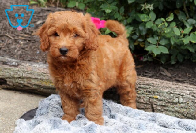 Fluffy red Mini Goldendoodle puppy standing on a cozy gray blanket, featuring a soft teddy bear face and wavy coat, with rustic logs and leafy garden greenery in the background. image