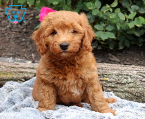 Cute Mini Goldendoodle puppy sitting on a plush gray blanket, showing off its fluffy apricot coat and sweet expression, with weathered logs and lush garden foliage in the background.