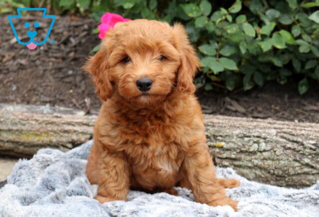 Cute Mini Goldendoodle puppy sitting on a plush gray blanket, showing off its fluffy apricot coat and sweet expression, with weathered logs and lush garden foliage in the background. image