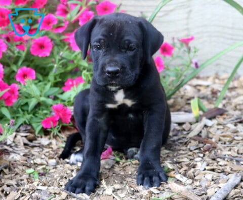 Black Cane Corso puppy posing in a colorful flower garden, featuring a sleek coat, white chest marking, strong stance, and calm, attentive eyes.