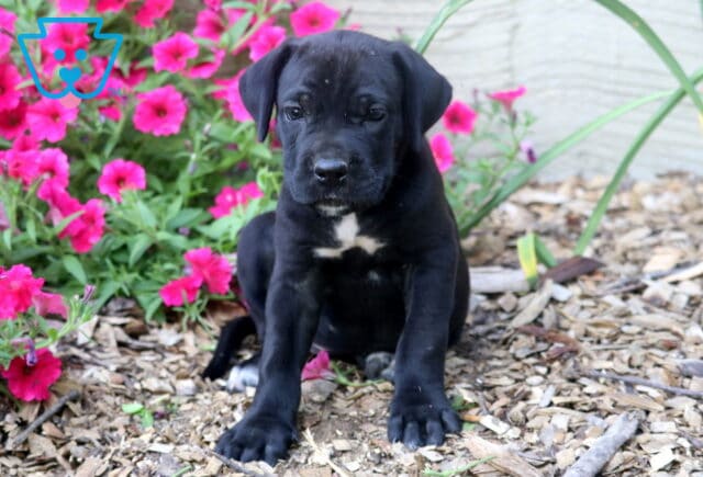 Reece Cane Corso image