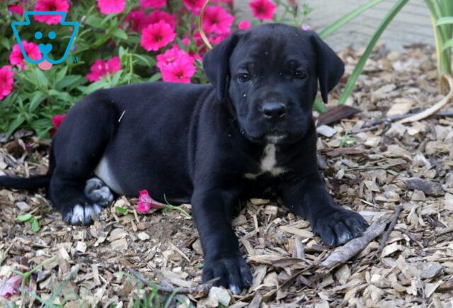 Reece Cane Corso2 image