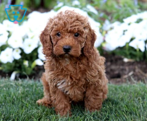 Reggie Mini Poodle