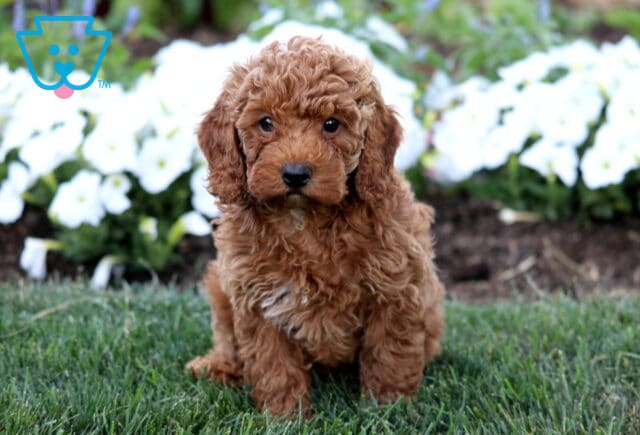 Reggie Mini Poodle image