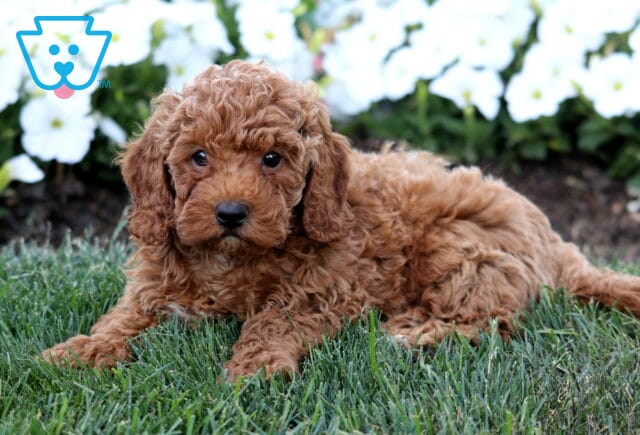 Reggie Mini Poodle2 image