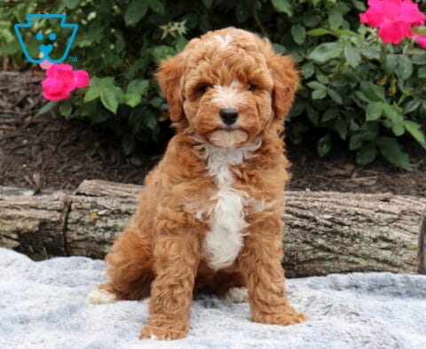 Fluffy Mini Goldendoodle puppy with a rich apricot coat and white chest sitting on a soft blanket, framed by blooming pink roses in a garden setting.