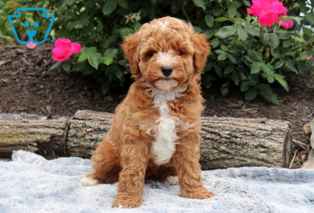 Fluffy Mini Goldendoodle puppy with a rich apricot coat and white chest sitting on a soft blanket, framed by blooming pink roses in a garden setting. image