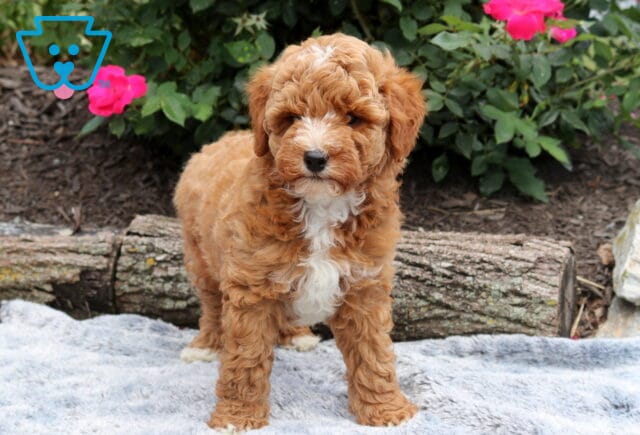 Curly-coated Mini Goldendoodle puppy standing on a plush gray blanket, showing off its fluffy apricot-and-white coat with vibrant pink roses and rustic logs in the background. image
