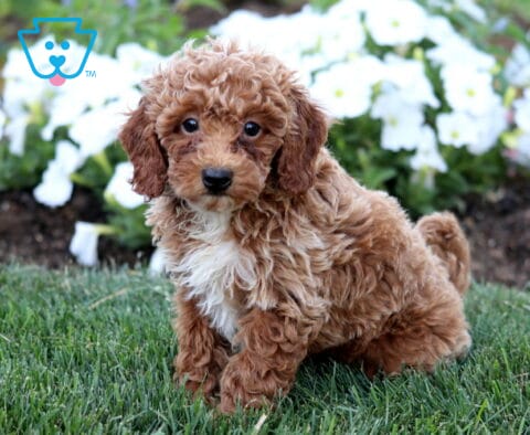 Rex Mini Poodle