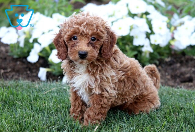 Charming apricot Mini Poodle puppy standing on green grass, featuring a fluffy curly coat, a tiny white chest patch, and crisp white blossoms in the garden behind. image
