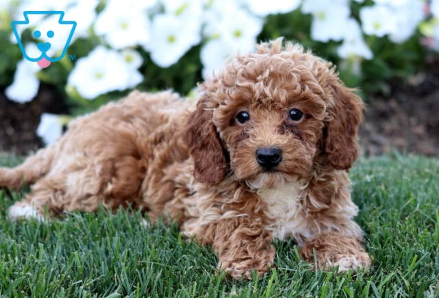 Precious apricot Mini Poodle puppy stretched out on lush green grass, featuring a soft curly coat, expressive eyes, and bright white flowers creating a beautiful garden backdrop. image