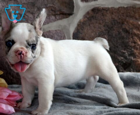 River French Bulldog