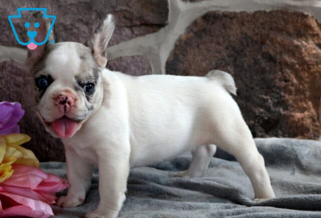 River French Bulldog image