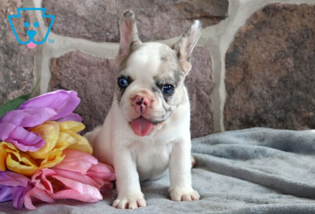 River French Bulldog2 image
