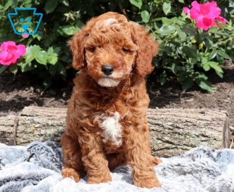 Curly red Mini Goldendoodle puppy sitting on a soft gray blanket, featuring a white chest patch and fluffy teddy bear coat, with bright pink roses and rustic garden logs in the background.