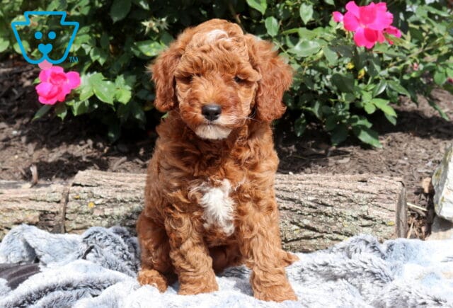 Curly red Mini Goldendoodle puppy sitting on a soft gray blanket, featuring a white chest patch and fluffy teddy bear coat, with bright pink roses and rustic garden logs in the background. image