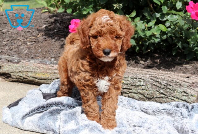 Red Mini Goldendoodle puppy with a curly coat and white chest marking standing on a plush gray blanket, surrounded by sunlit garden roses and rustic log borders in an outdoor setting. image