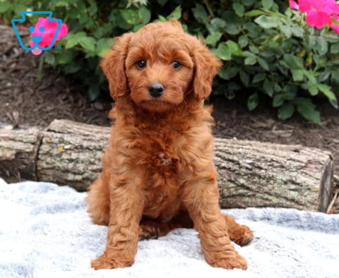 Adorable red Mini Goldendoodle puppy sitting on a soft gray blanket, featuring a rich wavy coat and bright eyes, with blooming pink roses and rustic logs creating a charming garden backdrop.