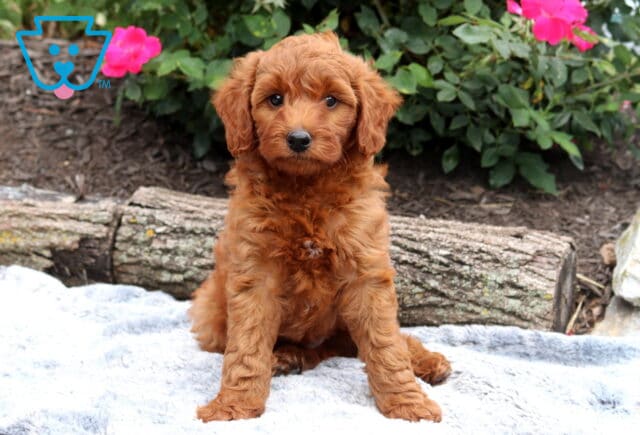 Adorable red Mini Goldendoodle puppy sitting on a soft gray blanket, featuring a rich wavy coat and bright eyes, with blooming pink roses and rustic logs creating a charming garden backdrop. image