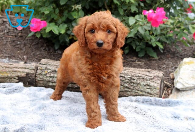 Sweet red Mini Goldendoodle puppy standing confidently on a plush gray blanket, showcasing its soft wavy coat and alert expression, framed by vibrant pink roses and rustic log accents in the background. image