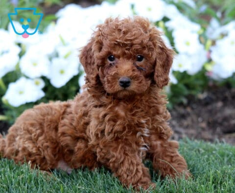 Rolo Mini Poodle