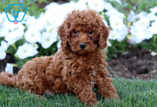 Rolo Mini Poodle image