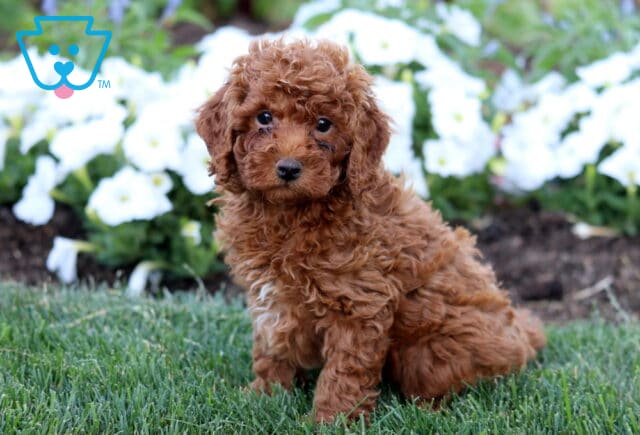 Rolo Mini Poodle2 image