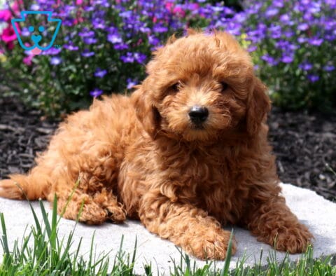 Rolo Mini poodle