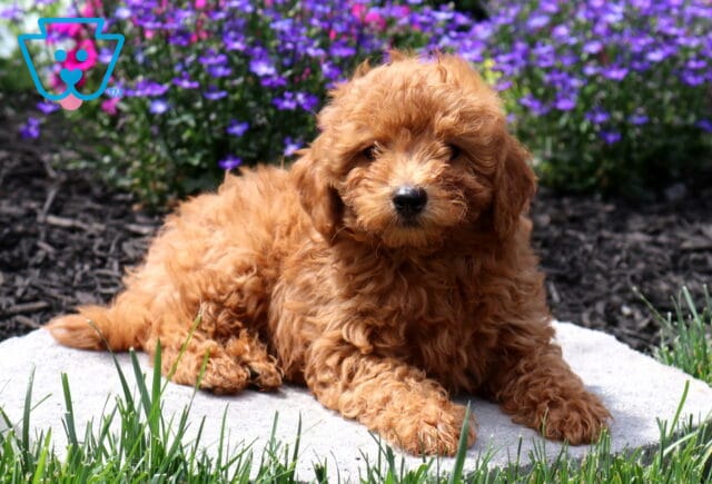 Fluffy apricot Mini Poodle puppy resting on a stone path with vibrant purple flowers in the background, showcasing a curly coat, teddy bear face, and gentle expression. image