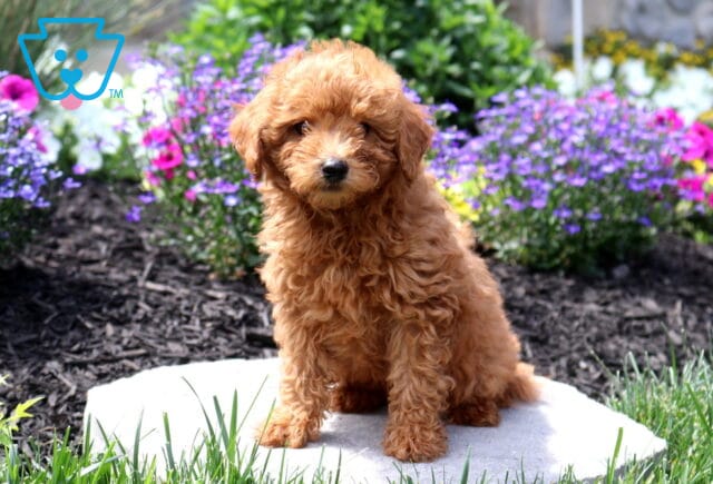 Curly apricot Mini Poodle puppy sitting on a stepping stone in a colorful flower garden, featuring a fluffy coat, bright eyes, and an adorable teddy bear appearance. image