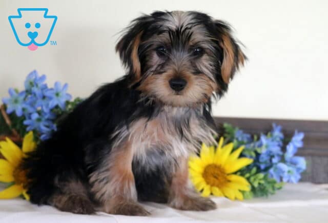Precious Yorkshire Terrier puppy with a silky black-and-tan coat sitting in front of bright yellow sunflowers and blue blossoms, looking directly at the camera with shiny eyes and an alert expression. image