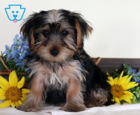 Rosie Yorkie Retake2