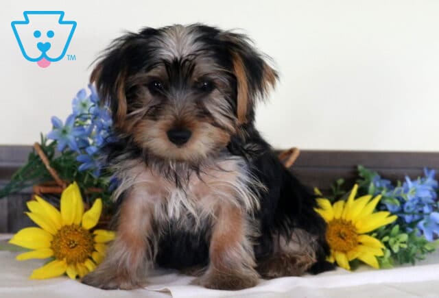 Tiny Yorkshire Terrier puppy with a fluffy black-and-tan coat sitting between bright yellow sunflowers and blue flowers, looking sweetly at the camera with expressive eyes and perky ears. image