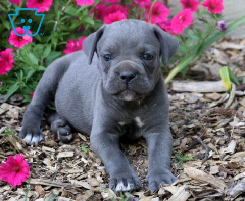 Rover Cane Corso