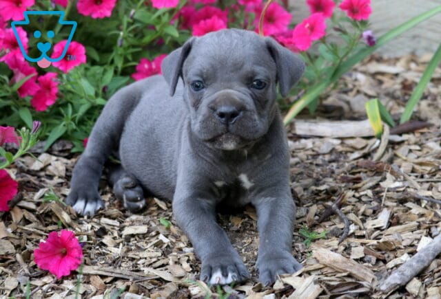 Blue Cane Corso puppy lounging in a flower bed, featuring a smooth gray coat, white chest markings, sturdy paws, and an alert, gentle expression. image