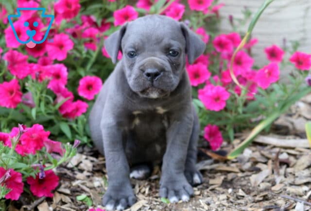 Blue Cane Corso puppy sitting proudly among bright pink blossoms, showcasing a muscular build, soft gray coat, and an alert, lovable expression. image
