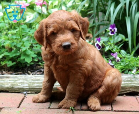 Copper-colored Goldendoodle puppy sitting on a brick garden path with a fluffy coat, floppy ears, and an adorable teddy bear face, framed by blooming purple flowers and lush green plants.