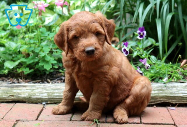Copper-colored Goldendoodle puppy sitting on a brick garden path with a fluffy coat, floppy ears, and an adorable teddy bear face, framed by blooming purple flowers and lush green plants. image